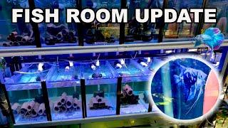 FISH BREEDING ROOM UPDATE ~ NEW FRY GROWOUT SYSTEM