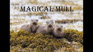 Magical Mull