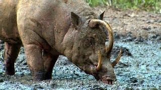 Babirusa Hirscheber Sulawesi Indonesia