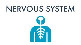 The Nervous System