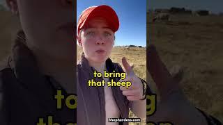 WHAT DO SHEEP EAT? | Sheep Farming for Beginners in the USA #sheep