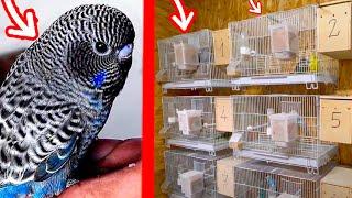 AVIARIO DE PERIQUITOS DE MUTACION RARA EN RUMANIA