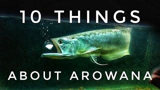 Arowana Fish Care Guide (((10 Things You Should Know About Arowana Fish Before Keeping it))) AROWANA