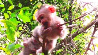 "Discover the Cuteness Overload: Baby Monkey Pigtail Lily's Tree Adventure Will Melt Your Heart!"