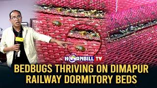 BEDBUGS THRIVING ON DIMAPUR RAILWAY DORMITORY BEDS