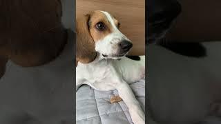 Angry beagle puppy #shorts