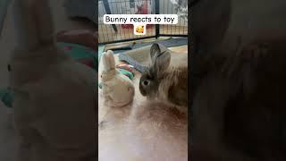 Bunny reacts to toy #buns#bunnies#bunny#bunnyboy#pets#rabbit#pets#cute#petbunny#funny#toys#cute
