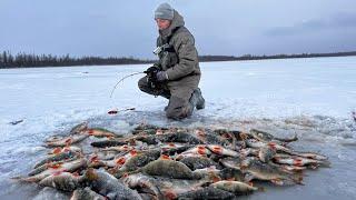 СТЫНЕТ КРОВЬ ОТ ТАКОЙ РЫБАЛКИ!! БЕЗУМНЫЙ КЛЁВ КРУПНЯКА и жареные караси! Рыбалка по первому льду.