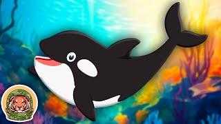 Meet The Orca! | Animal Songs For KIds | KLT WILD