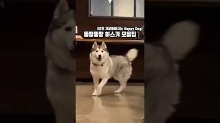 뚱땅뚱땅 걷는 허스키 모음집 (보면 기분좋아지는 Happy Dog)
