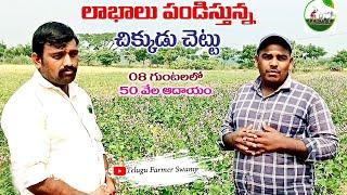 ||చిక్కుడు సాగులో అధిక లాభాలు|| Broad beans farming|| Telugu Farmer Swamy||