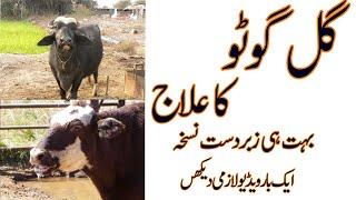 Gal Ghoto Ka Ilaj |Gal Ghotu / Heamorrhagic Septicaemia Disease Treatment In Cows And Buffaoles