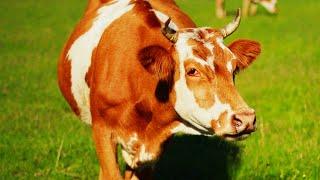 Beautiful Cows in Nature with Relaxing Music | Cow Video Compilation | Meditation, Stress Relief