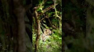 Panther in Kabini safari | nagarhole spotted leopard