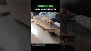 집사와 놀기 위해, 노력하는 냥냥이vs방해하는 냥냥이