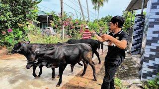 TỒN TV | CHUYỆN CHƯA KỂ VỀ CUỘC HÀNH TRÌNH BÀN GIAO 7 CON 3B SIÊU ĐẸP CÙNG QUÊ SAU LỄ