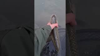 release chub #shorts #tiktok #viral #youtube #fishing