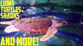 NEWQUAY ZOO & BLUE REEF AQUARIUM-VISIT CORNWALL