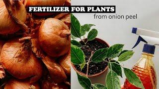 The Best Homemade Organic Fertilizer from Onion Peel