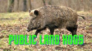 Hunting Wild Hogs in Florida