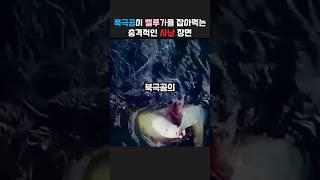 벨루가가 다가오자 가장 빠르게 달려드는 북극곰