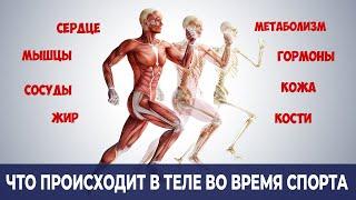 Что на Самом Деле Происходит в Организме во Время Физической Активности? (Зачем тренироваться)