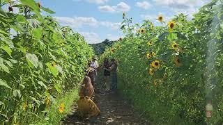 Sunflower Serenade on a summer's day