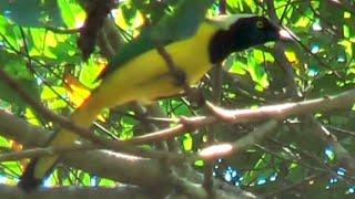 Green Jay, Cyanocorax yncas, carriqui, Grünhäher