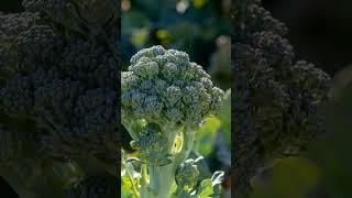 The Superfood Evolution of Broccoli and Cranberries  #susperfoods #plantbreeding