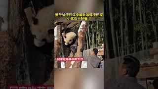 小家伙不好骗了。反正就是不回家，#睿宝辉宝#一方水土养一方熊猫