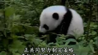 Chinese panda熊猫纪录片 【捡到野生大熊猫之后】感动TAT超清版 0008