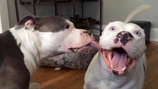 Are Pitbulls the FUNNIEST DOGS ? - NEW Funny Dog Videos 2024 