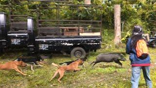 AMAZING !!! BEST OF WILD BOAR HUNTING||BRAVE HUNTER GIRL