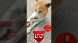 My cute dog #short #dog #vb #vb