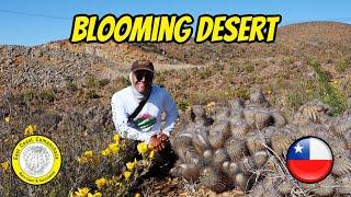 An Unforgettable Phenomenon in the World's Driest Desert, The Atacama 