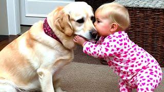 When Babies And Dogs Being Best Friends  Funny Baby Videos || Cool Peachy