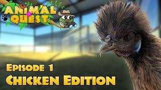 Animal Quest Remastered Ep. 1: Chicken Edition