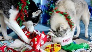 My Husky Opening Christmas Presents from Santa Paws