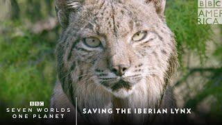 Saving the Iberian Lynx | Seven Worlds, One Planet | BBC America