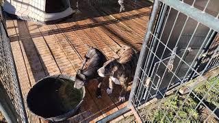 THOMPSON'S KENNEL CHECKING ON MY TEDDY BEARS