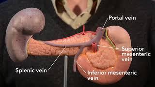 Pancreas (anatomy)