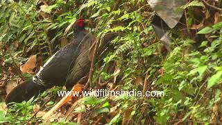 Kalij Pheasant breeding pair of male and female forage for insects and seeds among ferns on hillside