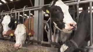 Milch direkt vom Hof aus dem Milchautomaten