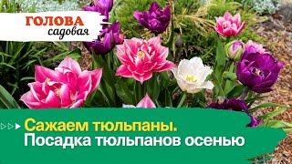 Голова садовая - Сажаем тюльпаны. Посадка тюльпанов осенью