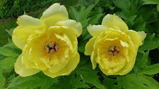 부귀의 상징 모란꽃*목단꽃*작약꽃의 다른점《Difference between Tree Peony (Paeonia Suffruticosa) & Common garden Peony》