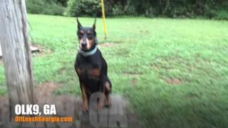 Luna Showing Off Her Obedience! | Doberman Pinscher | Top Rated Georgia Obedience Training