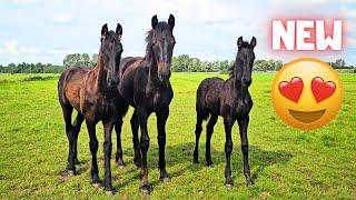 New horses at Stal H! When I'm gone... 3B are real friends! | Friesian Horses