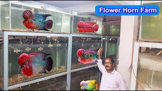 Our Flower horn  Fish Farm | Indian Breed |