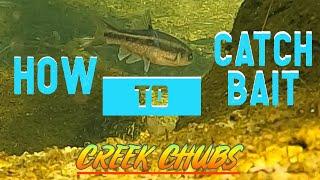 How To Catch Bait: Creek Chubs.