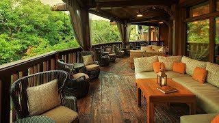 Animal Kingdom | Nomad Lounge | BGM Loop